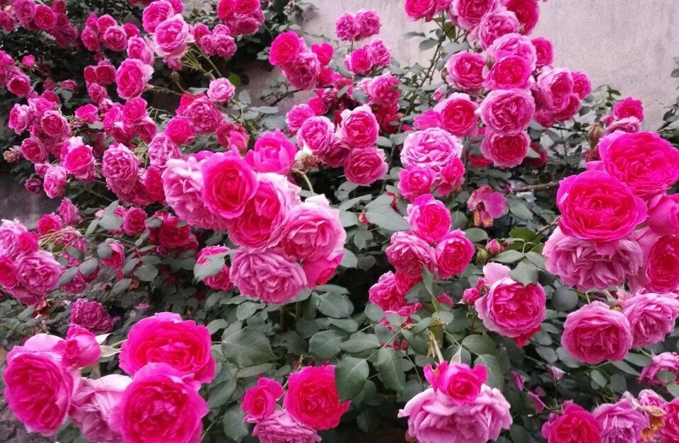 盆栽|3款值得盆栽的“长期花”,年年开花200多天,花朵个大色泽艳丽