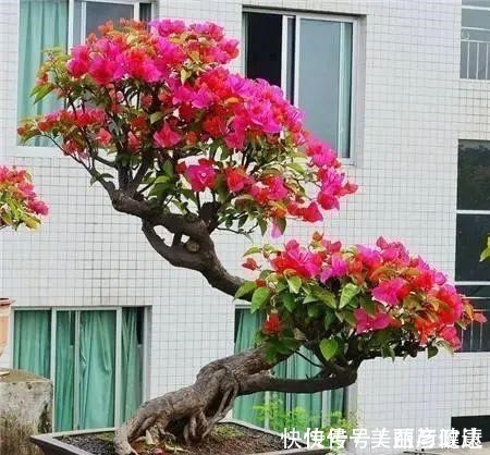 紫藤|4种花养成老桩,价格能翻好几倍,开花也更多!