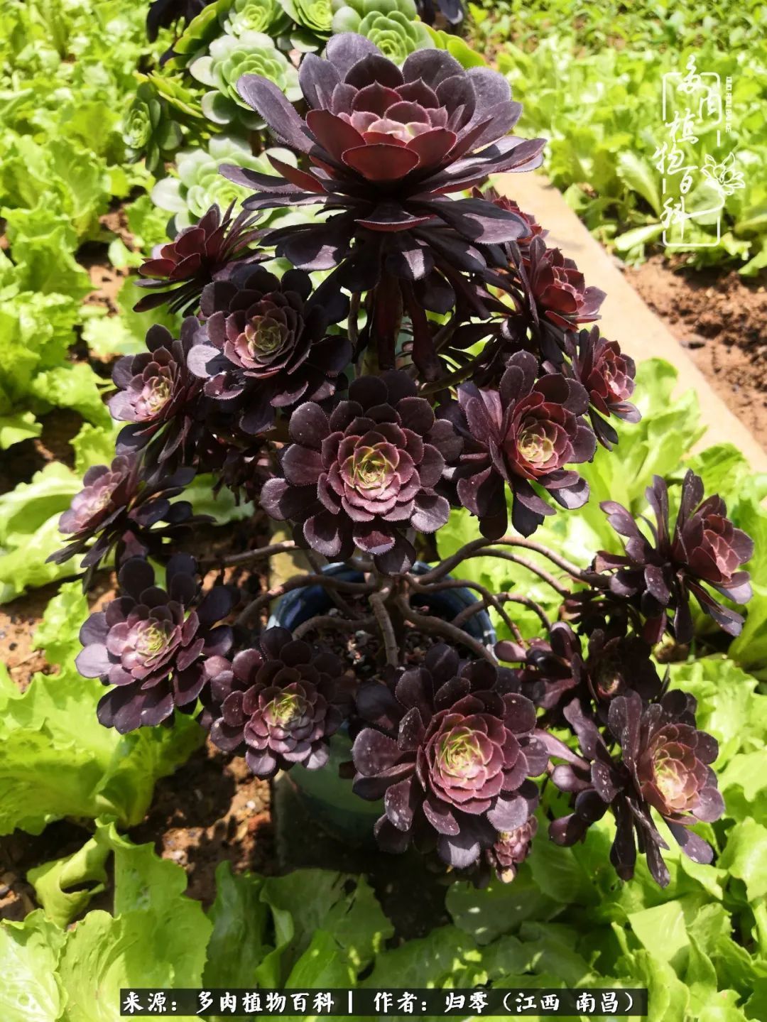 肉肉|人生转个弯,在小院遇见落入凡间的多肉小精灵!