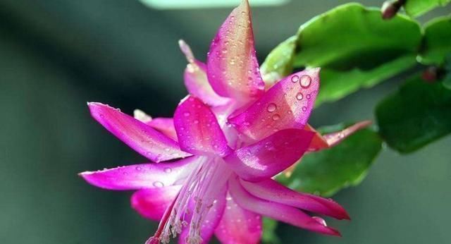 白醋|“生根剂”不用买,这2种家家都有,老花匠自己做生根快效果更好