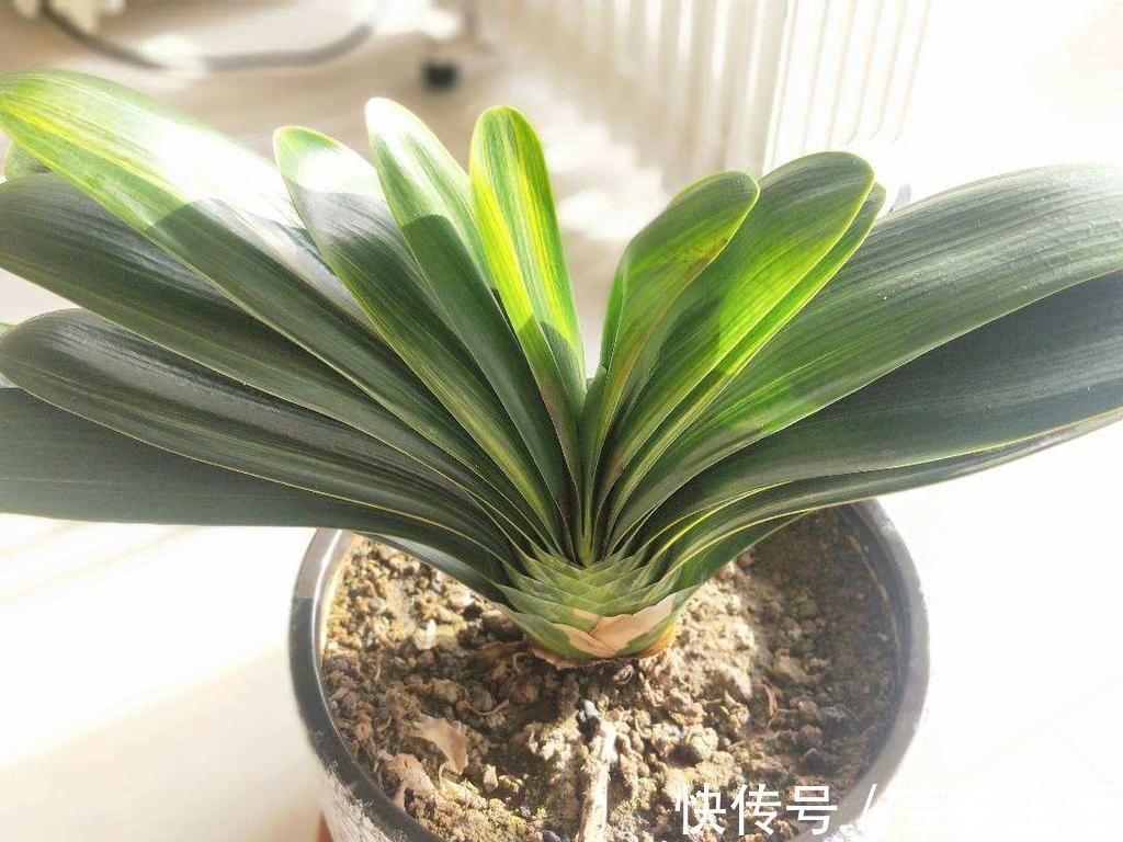 叶子|君子兰能不能开花，主要看这3点，全都符合才能开