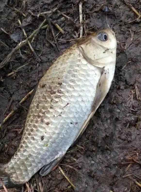 冬钓大板鲫,高手花了9年才悟出这几个“核心要领”,记牢了