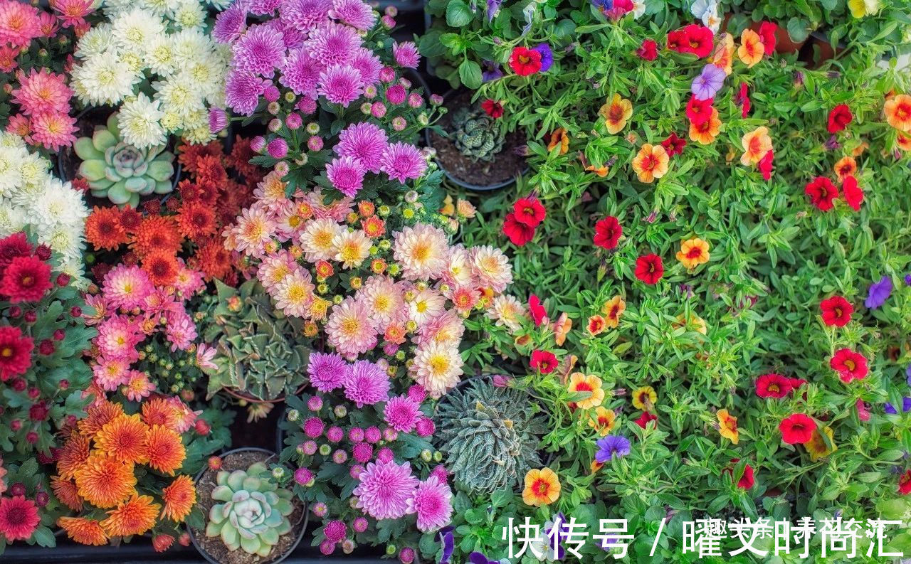 10种适合在秋季购买的盆栽花卉,提前买好,冬春时节持续有花开