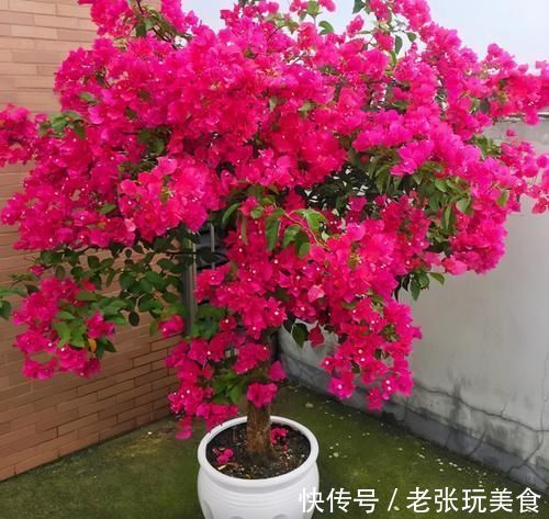 低于10度,5种花要赶紧“断水”,爱花人早了解