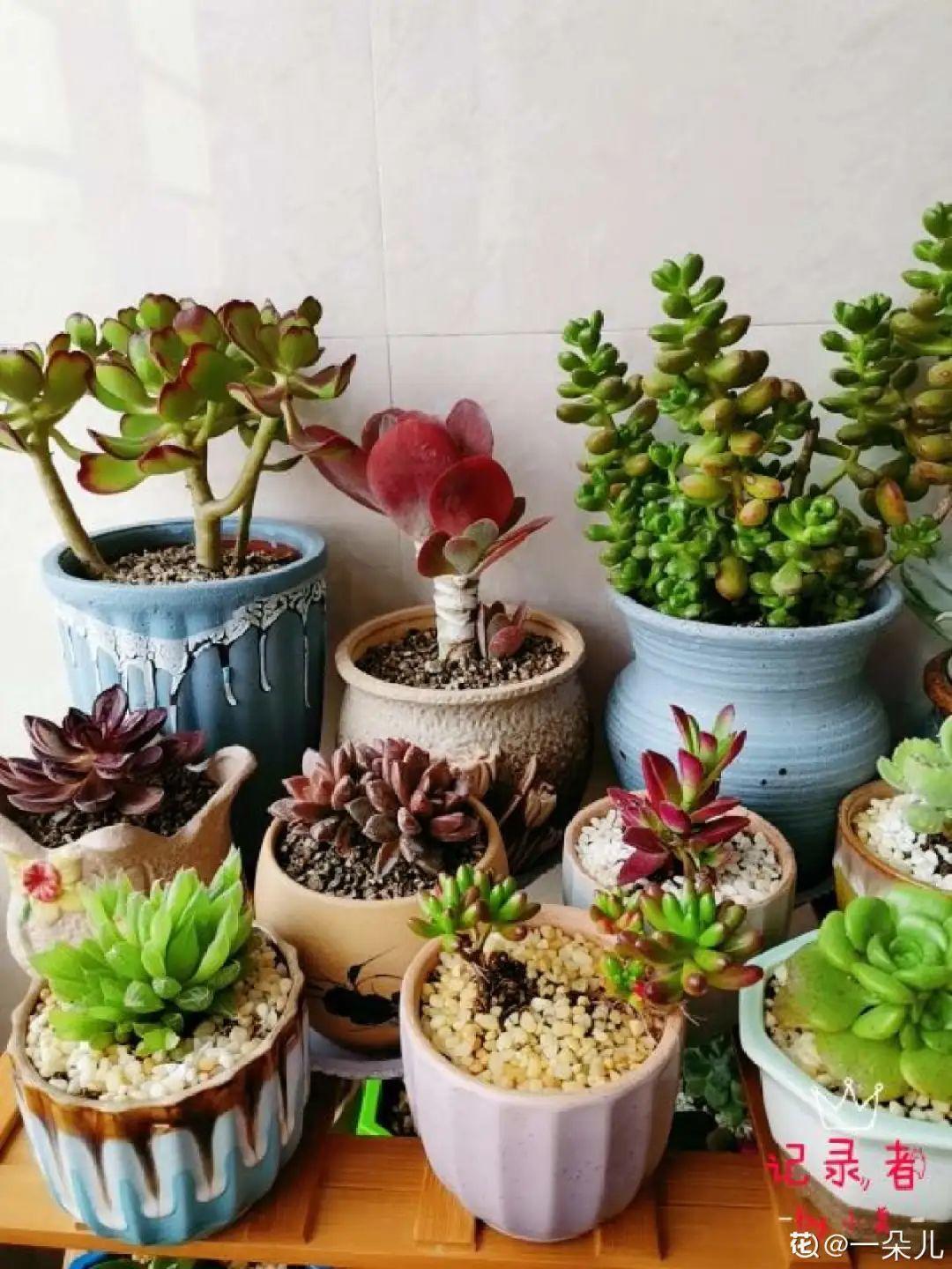 家里有这7种花，少浇水、不能晒，天热要休眠！
