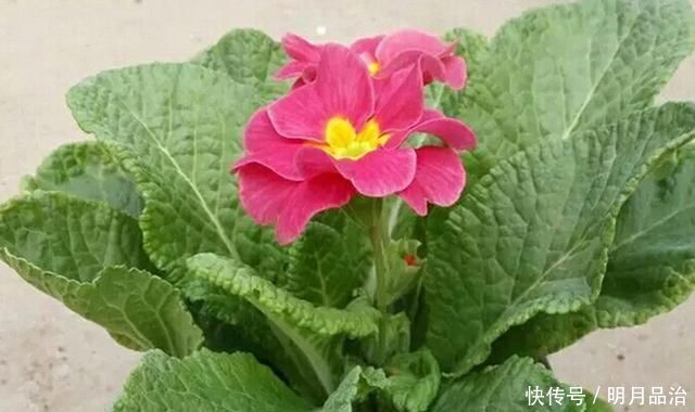 养花只需一种肥料,就可使其叶、根、茎、花快速生长爆盆