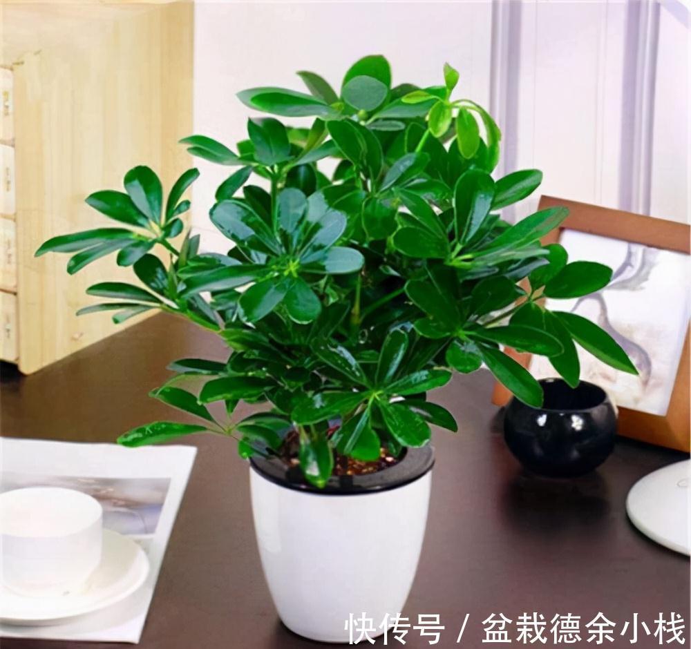 公认好养的“健康花”,建议至少养一盆,个个都是“净化小能手”