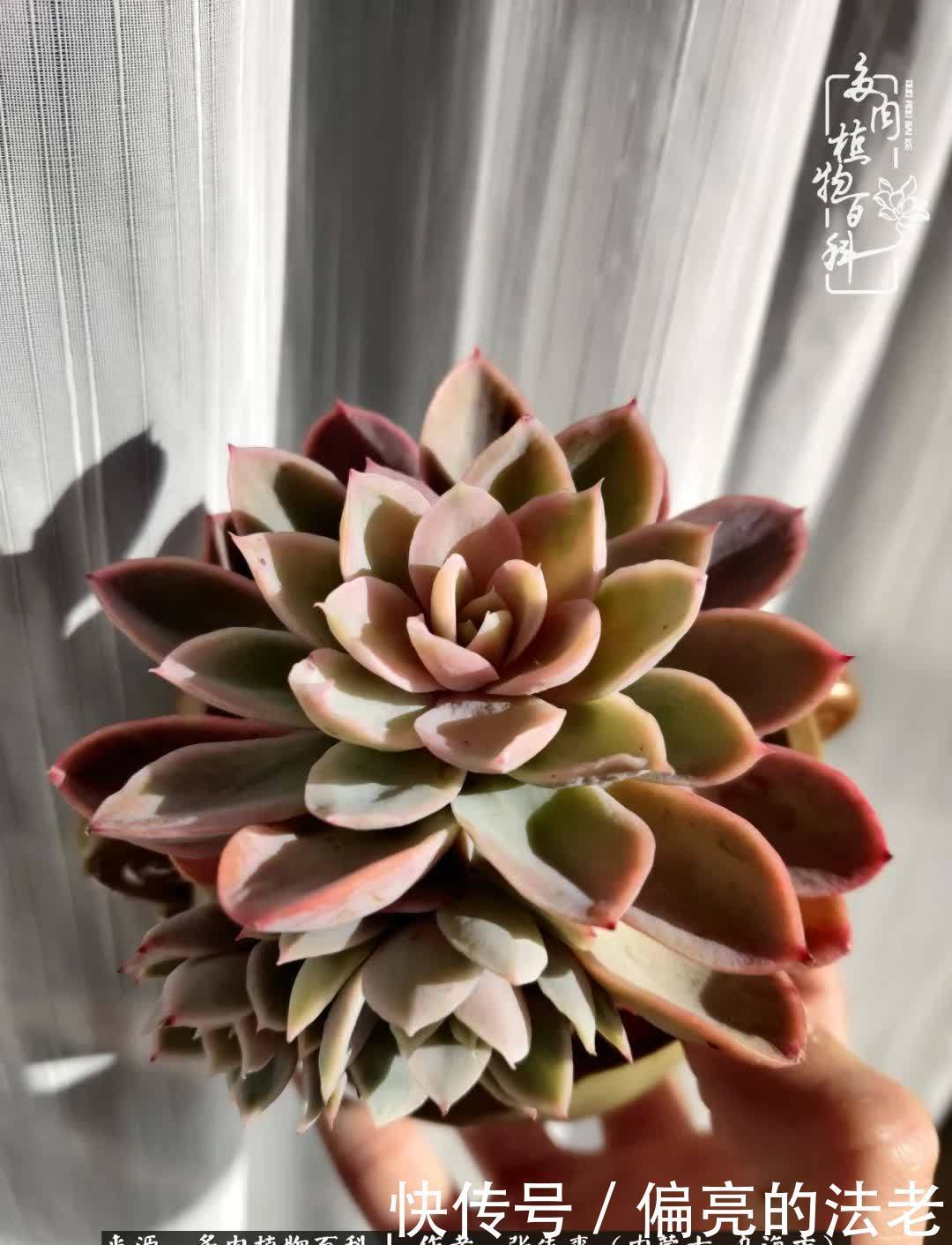 吸取教训,不断探索,英语老师的多肉碎碎念!