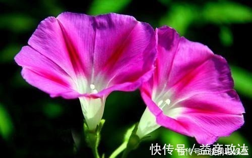 虫子|如何让孩子远离手机,这几乎是唯一的方式