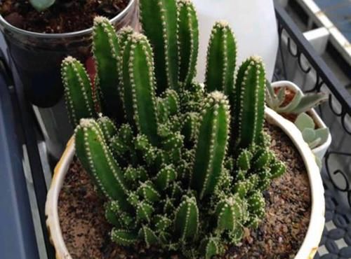 你的“万重山”个头小?看看大神们养得,个个要窜天去