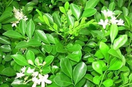 盆栽九里香花开不断很简单,只要做好几点,满屋子花香随风飘