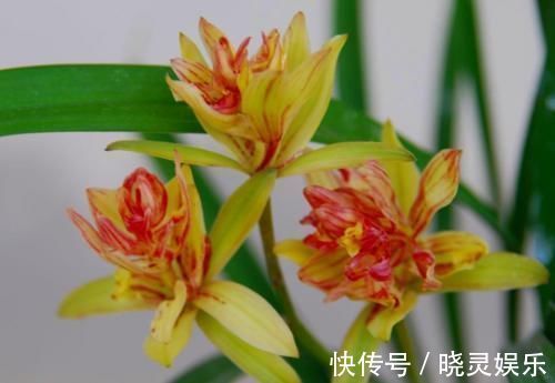 富山|建议大家:若有空余的地方,一定要种植这3种植物!漂亮又好种