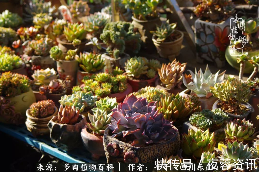 夏天|夏天日晒雨淋,秋老虎来势汹汹,你的多肉准备好逆袭了吗