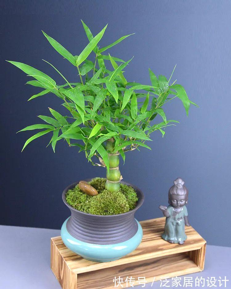 这“胖竹子”真奇特，既有竹的风骨与品格，还胖起来真好看！