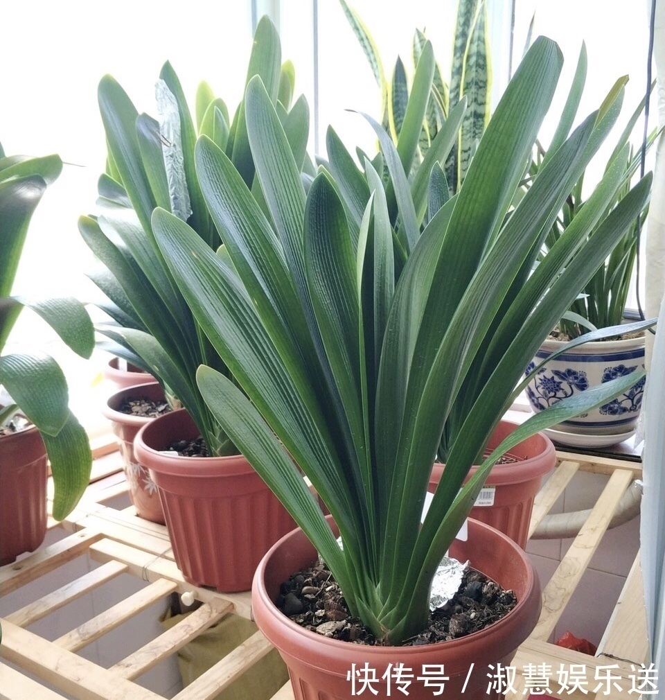 根系|君子兰吃点“大补肥”，蹭蹭直冒“网格叶”，根系就像大白菜