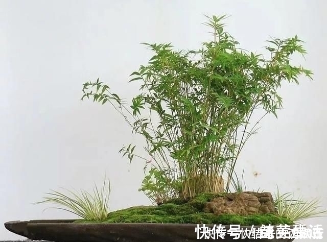盆景|用石头盘子来养花,变成小盆景,价值能翻好几倍