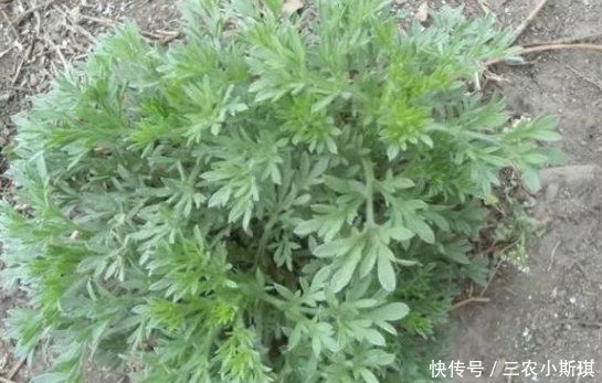 农村一种野菜,既是吃还能药用,浑身长“白毛”,用来炒肉是一绝