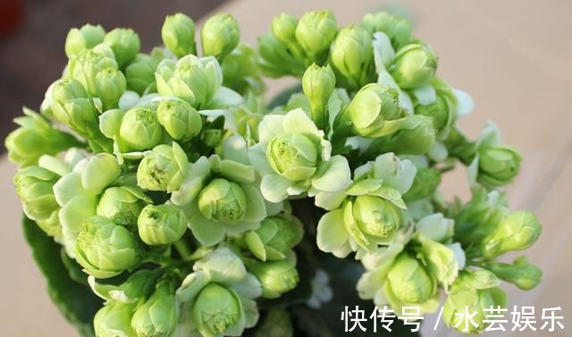 绿巴黎|最有仙气的花卉,号称爆盆小能手,花名浪漫,花色珍稀,四季开花