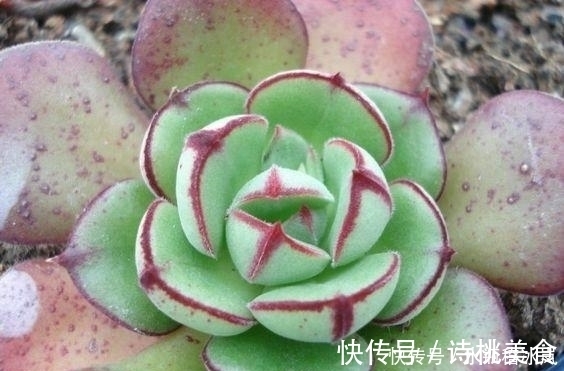 果冻|那些自带果冻色的多肉,它们可从来不让你失望!