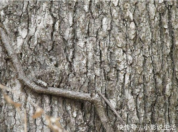 性痴呆病|图上有一只青蛙,倘若30秒内你能找到,大脑就很健康!