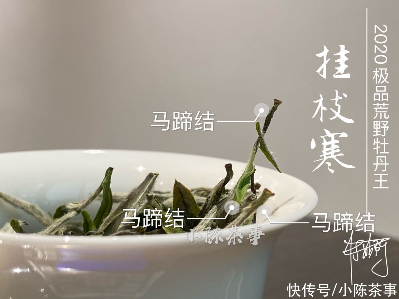 茶梗|谷雨白牡丹、小雪牡丹、巧克力味白茶，听着高大上，实是劣质品