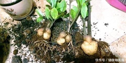 有机肥料|淘米水鸡蛋壳，不如“几粒它”，养花用1点，半年不施肥，长爆盆！