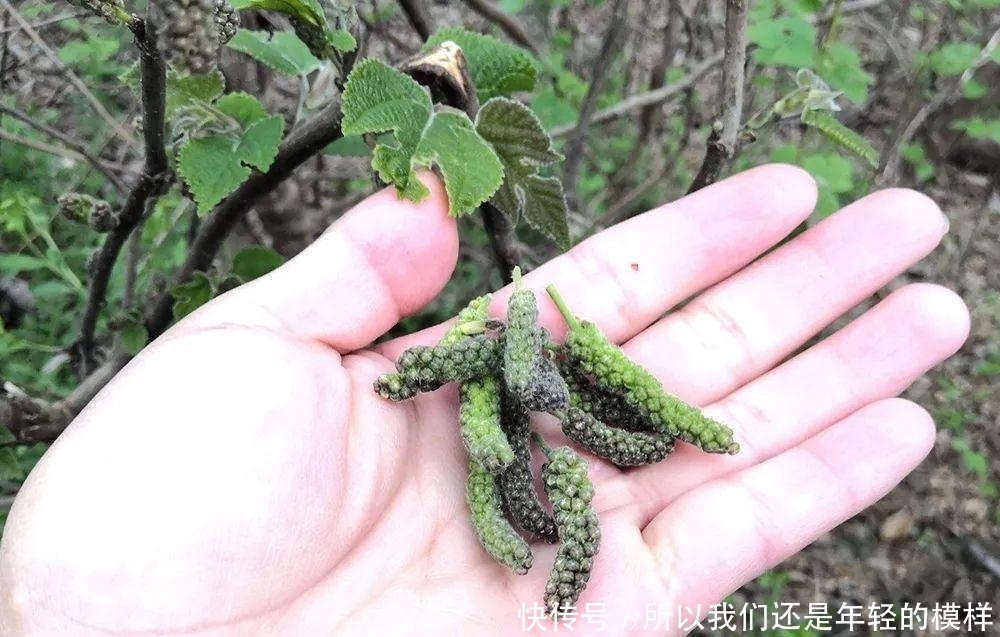 這種樹上野菜,兒時一摘數十斤,上鍋一蒸就是美味,城里很難買到