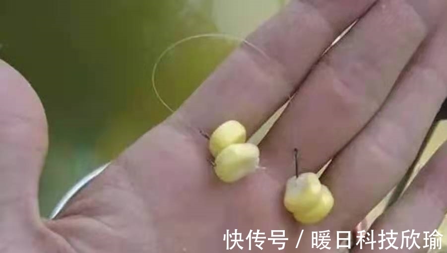 一尾|怪不得草鱼上了一尾又一尾，后悔才知这诱鱼诀窍，十年老钓手都服