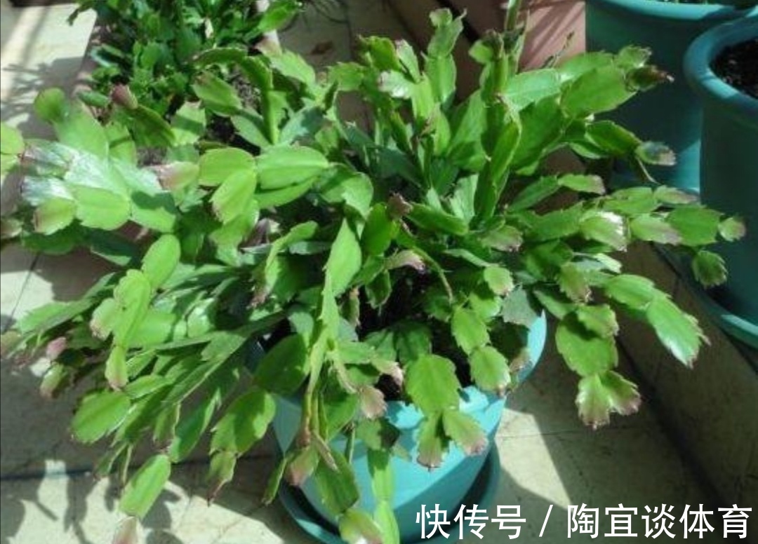 家中养蟹爪兰,夏天有“3怕”,提前了解好,才能安全度夏