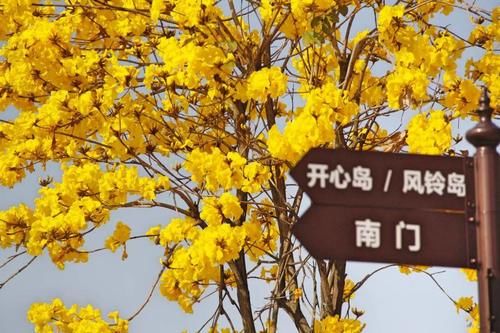 太美了！石楼附近惊现千米金色花海，黄花风铃木刷屏了！