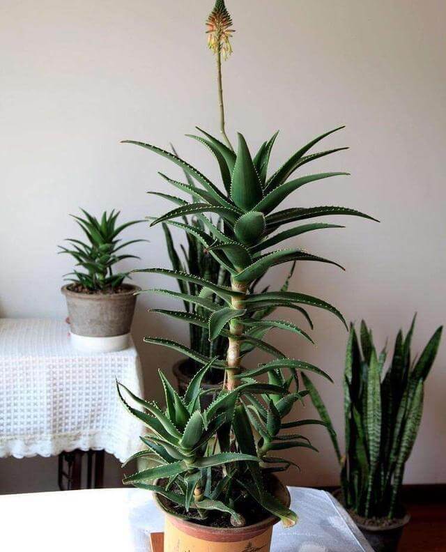 盆栽|夏季养芦荟,比起光照浇水,有“一点”更重要,侧芽多、长爆盆!