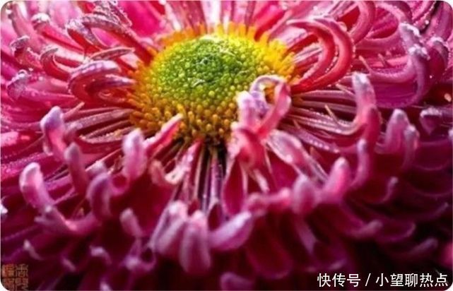 我花开后百花杀，满城尽带黄金甲！50句菊花诗，美到心醉！