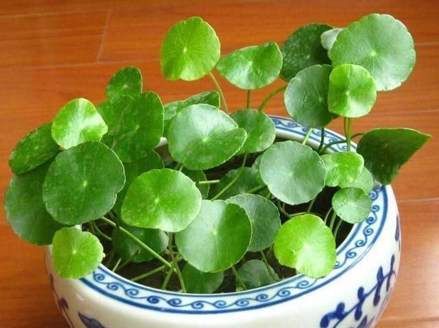 这3种花要多浇水,水多了就爆盆到处生长,夏天养正合适