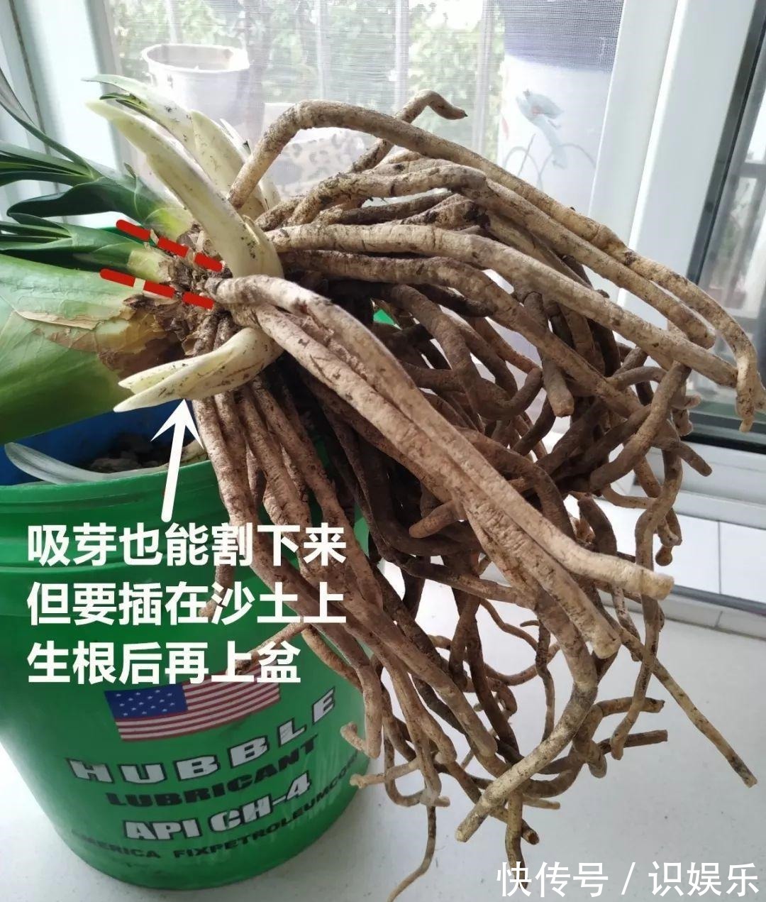 伤口|秋天给花铲一锹,一盆变五盆,根本不用扦插!