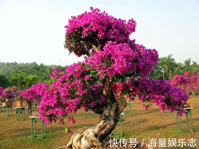 三角梅迟迟不开花,这种浇花水“喷一喷”,红艳艳的花苞长满枝!