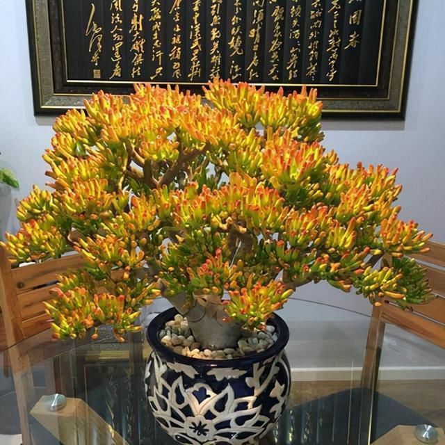 叶片|有名的“12种旺财花”,吉祥又大气,养成老桩更“旺家”