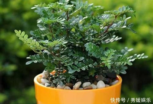 室内常摆放2种绿植,空气越来越好,让家人轻松拥有好睡眠