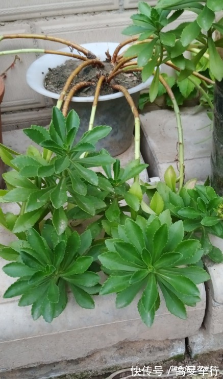 救心草|这种植物“传说中”的金不换,现在的年轻人,大部分都不认识它?