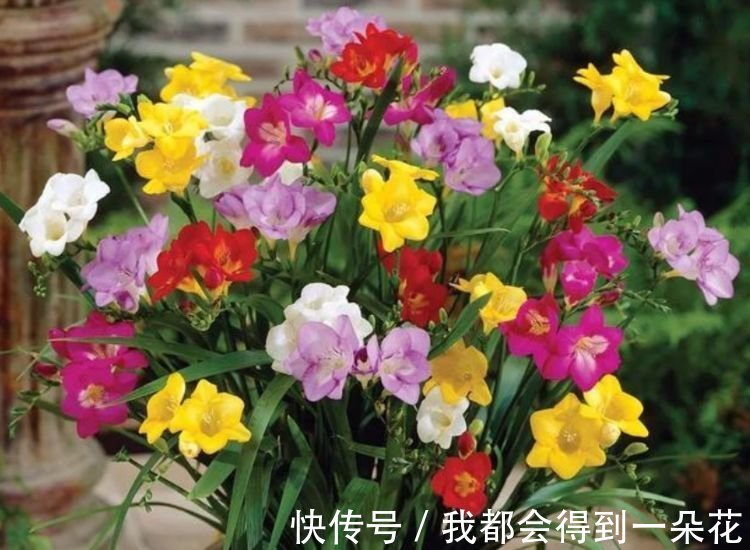 阳台养这几朵花,花开不断,漂亮又好养,四季花开不断