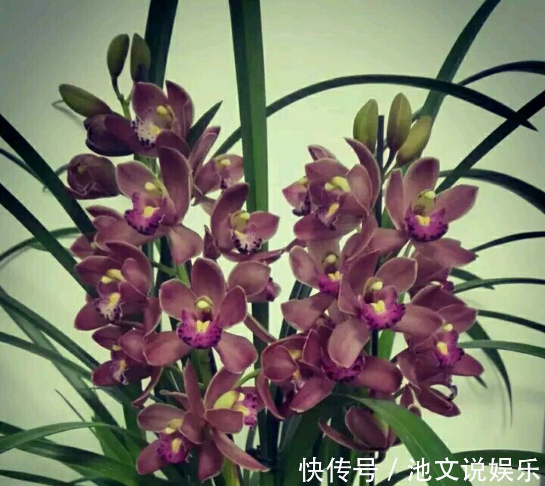 花盆|养大花蕙兰，选错花盆有风险，好多兰友易忽略，根系往外长