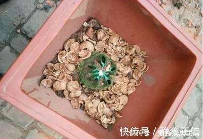 蹭蹭|这玩意1分钱不值，垫在花盆底，养啥花都旺，蹭蹭长爆盆