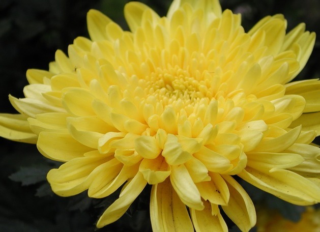 毒素|菊花加一宝,每天一杯,排毒素清垃圾,血管畅通无阻,皮肤更红润