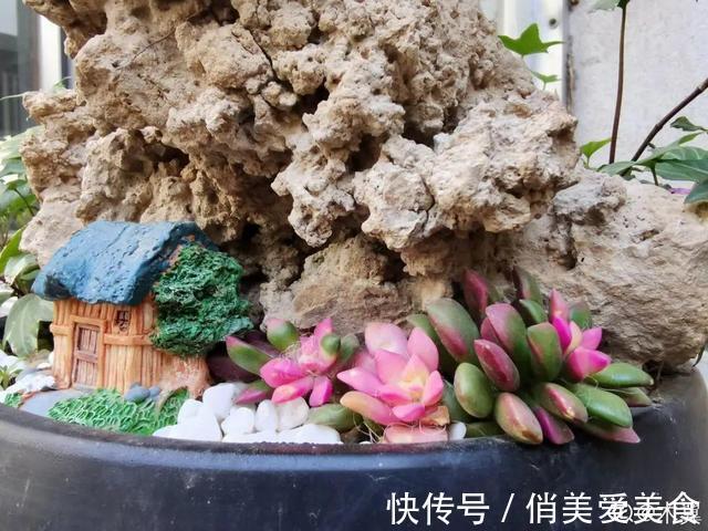 高温|10种花要控水,天热反而不能浇,一浇水就死