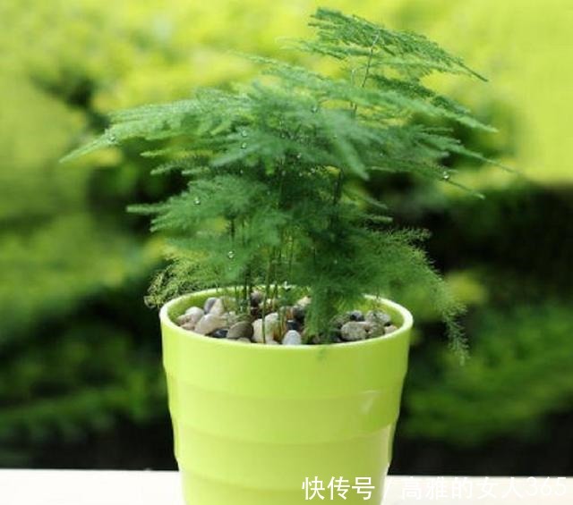 文竹叶子总是发黄掌握养护技巧,翠绿不黄叶,长成“小森林”