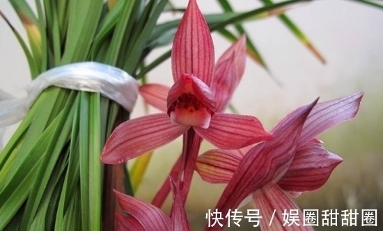 春兰十大红素之首“醉红素”,花色妖艳,兰香浓郁,新手也能养好