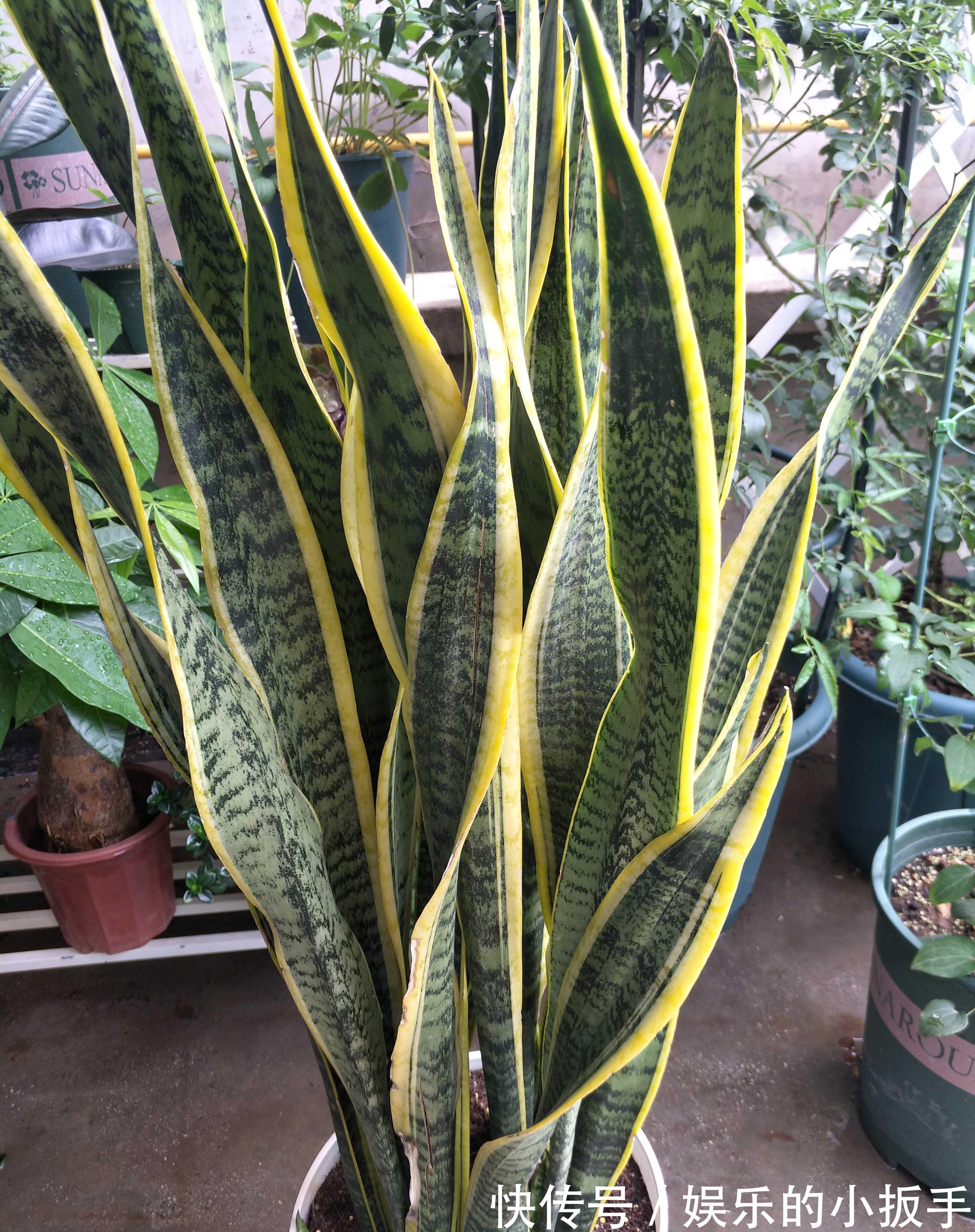 虎皮兰不冒小芽长势慢,改善养殖方法,出芽多,一盆变多盆