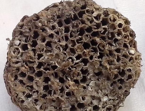 肿瘤|这副经典中药方为何治疗结节、肿瘤疗效好,因为由4种虫类药组成