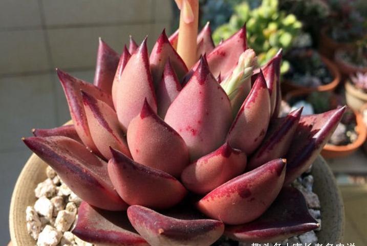 多肉很迷人,一旦入坑就很难出去,除非碰到6种让人郁闷的状况