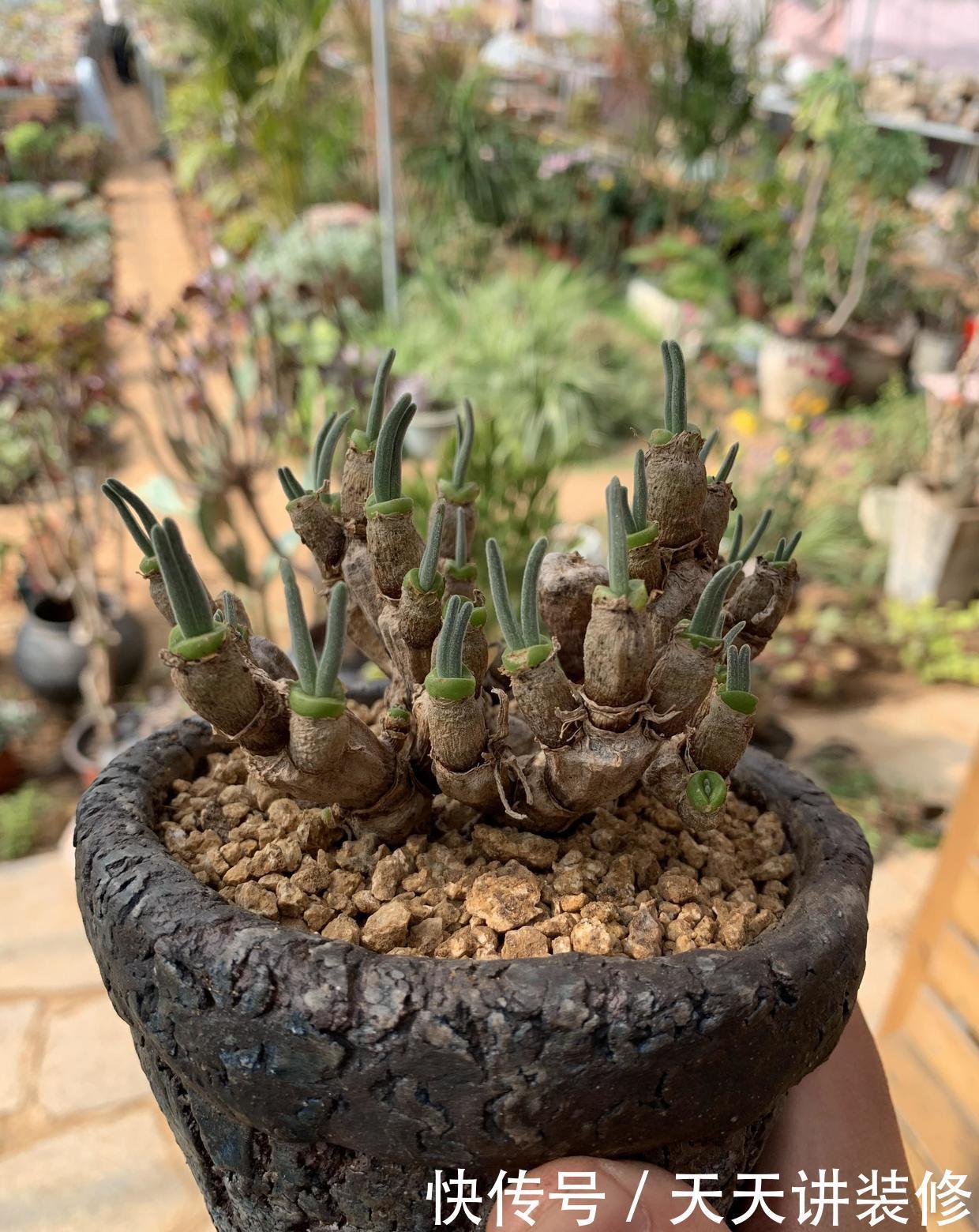 多肉怎么养才不死?加大颗粒比重,控制浇水量,指定养不死