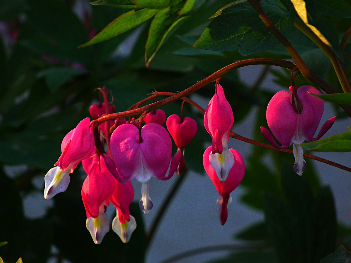 此花宛如一个装钱的荷包,具有良好的药用价值,象征着吉祥富贵